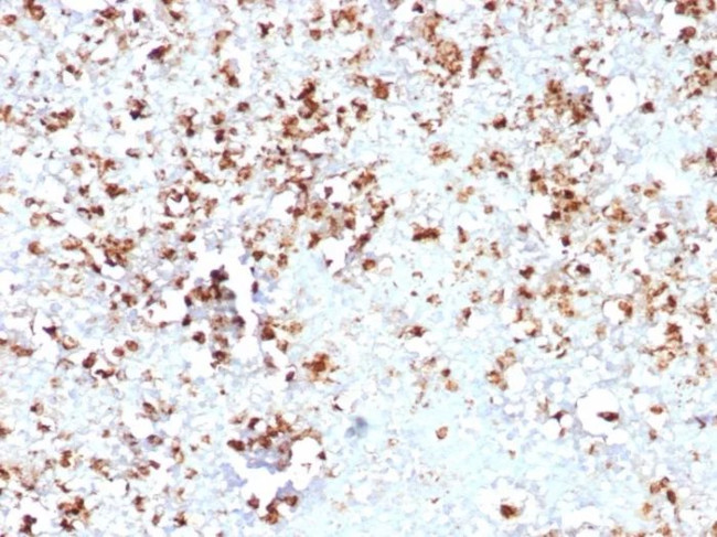 Myeloperoxidase/MPO Antibody in Immunohistochemistry (Paraffin) (IHC (P))